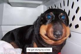 He Looks Horrible But I Can T Stop Laughing Funny Animals Poor Dog Bones Funny