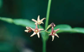 Image result for Cynanchum doleriticum