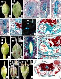 Image result for Inhambanella