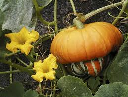 How long do patents last? Harvesting And Drying Decorative Gourds Space For Life