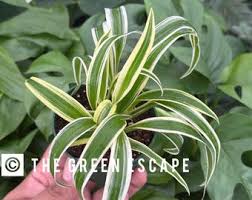 Image result for Chlorophytum filipendulum