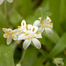 Image result for Hypoxis kilimanjarica