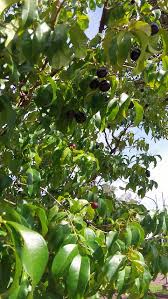 Image result for Eugenia malangensis