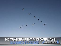 Birds Flying In The Sky Png 20 Transparent Png Bird Flock Overlays Flying Birds Flock Photo Overlays Digital Background Digital Backdrop Photoshop Overlay Photoshop Overlays Photo Overlays Overlays