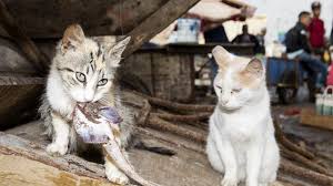 It's free to post an ad. Man Loses Air Miles For Trying To Smuggle Fat Cat Onto Flight Using Skinny Body Double The Independent The Independent