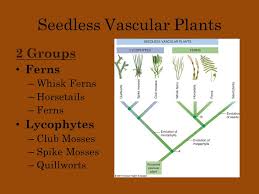 First seedless vascular plants means those plant that reproduce and spread through spores, and contain vascular tissue but do not flower or seed. Seedless Vascular Plants Ferns Lycophytes Ppt Download