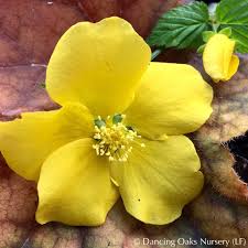 Image result for Kerria japonica