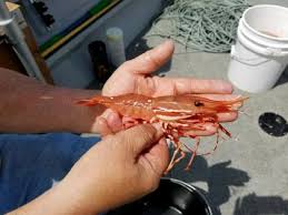 How long is a shrimp in inches? Recreational Spot Shrimp Fishery Scheduled To Open May 28 In Some Puget Sound Areas June 11 In Others Washington Department Of Fish Wildlife