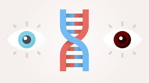 Proteins determine traits in the sense that a person's dna is composed entirely of protein. Gene Vs Allele Definition Difference And Comparison Technology Networks