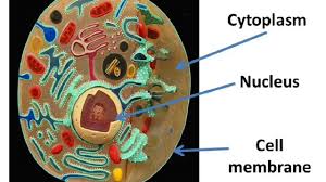 Genes that code for amino acid sequences are known as 'structural genes'. à¤• à¤¶ à¤• Cell Prokaryotic And Eukaryotic In Hindi Youtube