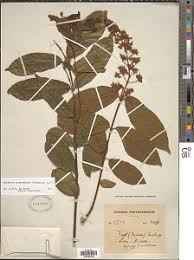 Image result for Motandra paniculata