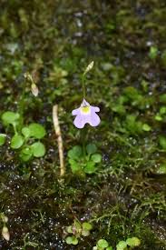 Image result for Utricularia striatula