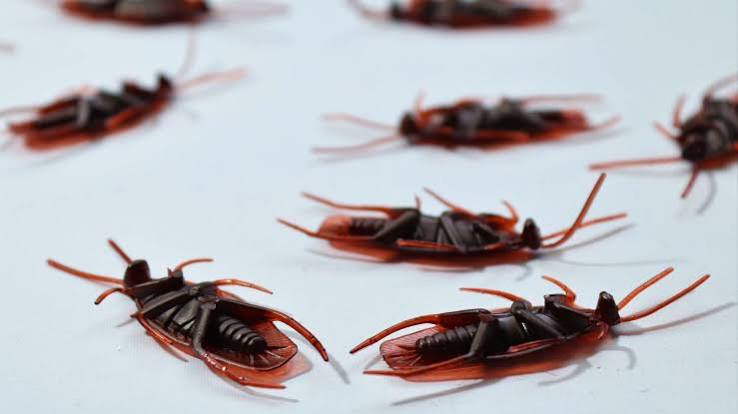Cockroach traps: how to make them effectively at home
