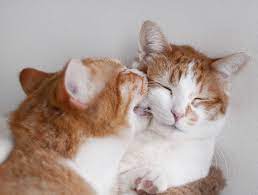 kedi ciftlesmesi kedi ciftlesmesi ne kadar surer miyhav com cok sirin hayvanlar cute kittens sevimli kediler