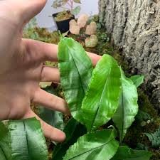 Image result for Oleandra