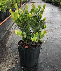 Image result for Chrysobalanus icaco