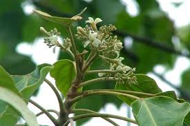 Image result for Aleurites