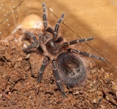 Goldknievogelspinne Grammostola Pulchripes Kaufen Md Terraristik Spinne Vogelspinnen Exotische Tiere