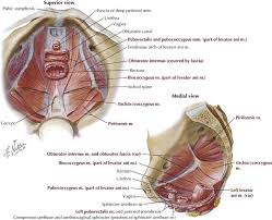 The floor of the pelvis is formed by the two muscles named levator ani and coccygeus. Pelvis And Perineum Basicmedical Key