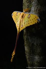 Black And White Spotted Moth Uk Comet Moth Argema Mittrei Moth Moth Tattoo Hawaii Wall Art