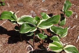 Image result for Zingiber