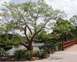 5 11 13 16 Acres Morikami Museum And Japanese Gardens In Delray Beach Fl Has Been A Gateway To J Japanese Garden Florida Botanical Gardens Japanese Farmer