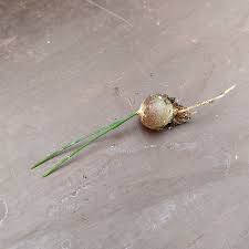 Image result for Schizobasis intricata