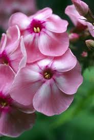 Garden Phlox Flowers Phlox Paniculata By Dr Nick Kurzenko Phlox Flowers Flowers Pretty Flowers