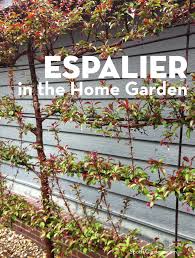 Either growing flat against a wall or fence, or as a garden divider or screen, trained fruit trees make an attractive feature.despite being deciduous, they look good all year round, offering blossom in spring, delicious fruits and attractive foliage from. Espalier In The Home Garden Spotts Garden Service