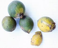 Image result for Dovyalis sp. A