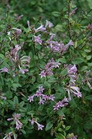 Image result for Cryptolepis oblongifolia
