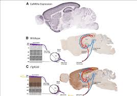 The human protein atlas database is divided into six parts, the tissue atlas, cell atlas, pathology atlas, brain atlas, blood atlas, and metabolic atlas. Summary Of Findings Of Ptau Pathology In The Rtg4510 Mouse Visual Download Scientific Diagram