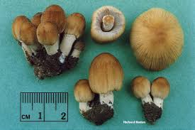 Image result for Coprinus micaceus
