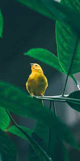 Small Cute Yellow Bird Tree Branch 1080x2160 Wallpaper Birds Wallpaper Hd Bird Wallpaper Bird Photo