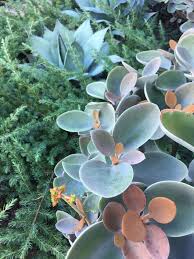 Kalanchoe Copper Spoons Succulents Succulent Landscaping Succulent Landscape Design