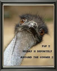 Pin By Zac Chu On Emu In 2020 Animals Emu Birbs