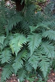 Best Ferns For The Garden And For Indoors Plant Delights Nursery Deciduous And Evergreen Ferns Woodland Ferns Sun Shade Plants Dry Shade Plants Plants