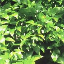 Image result for Asparagus asparagoides