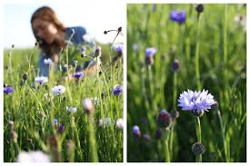 Maybe you would like to learn more about one of these? Spring Flowers Top 10 Seeds To Start Now Floret Flowers