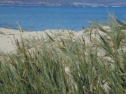 Image result for Sporobolus molleri