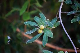 Image result for Diospyros mespiliformis