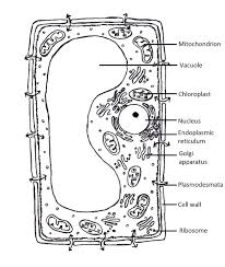 Plant cell diagram black and white. 11 5 Science Ideas Plant And Animal Cells Animal Cell Cells Project