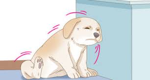These glands produce important hormones that regulate crucial body functions. 4 Ways To Treat A Dog With Cushing S Disease Wikihow