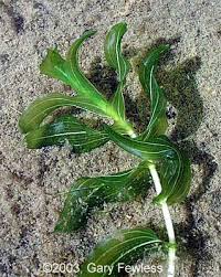 Image result for Potamogeton richardii