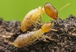 Varsity's professionals can give your home the. Termite Exterminator Phoenix Az Pest Control