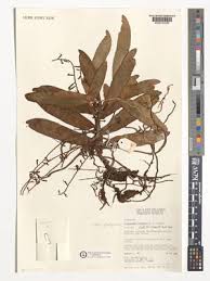 Image result for Rhipidoglossum rutilum