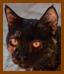 Exogenous insulin treatment after hypofractionated radiotherapy in cats with diabetes mellitus and acromegaly. Acromegaly Insulin Resistance In Cats Diabetic Cat Care