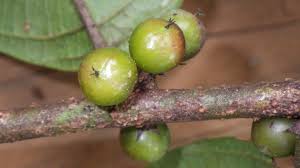 Image result for Bridelia atroviridis