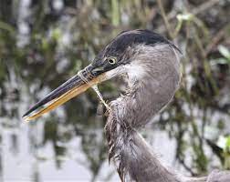 Check spelling or type a new query. Don T Get Tangled Up In Fishing Line Litter