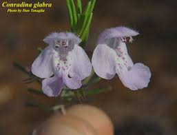 Image result for Landolphia glabra